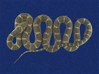 藏品(紅斑蛇)的圖片